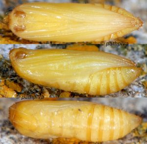 Hellinsia carphodactyla chrysalide 04 1