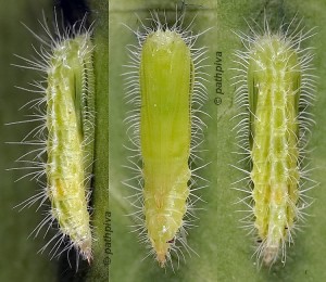 Hellinsia tephradactyla chrysalide 06 1