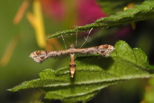 Lantanophaga pusillidactylus 06 1