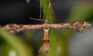 Lantanophaga pusillidactylus 06 2