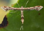 Lantanophaga pusillidactylus 06 4