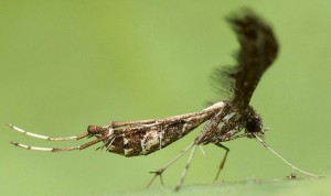 Lantanophaga pusillidactylus 06 5