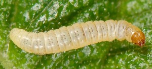 Lantanophaga pusillidactylus L5 1