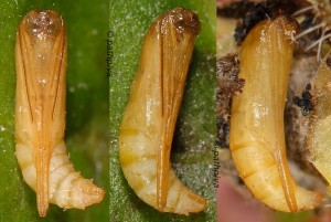 Lantanophaga pusillidactylus chrysalide 06 1