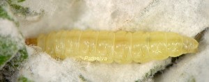 Lobesia cinerariae L5 06 3