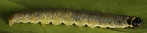 Lozotaenia forsterana (Fabricius, 1781)