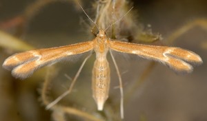 Marasmarcha oxydactylus 06 2