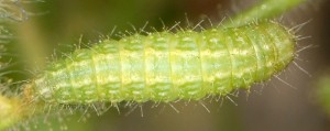 Marasmarcha oxydactylus L5 06 3