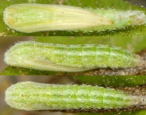 Merrifieldia garrigae chrysalide 13 1