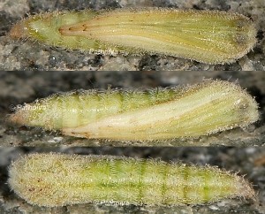 Merrifieldia garrigae chrysalide 66 1