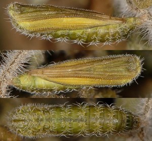 Merrifieldia icterodactylus chrysalide 2A 1