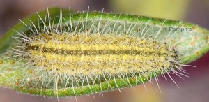 Merrifieldia inopinata L4 06 2