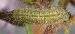Merrifieldia inopinata L5 06 1