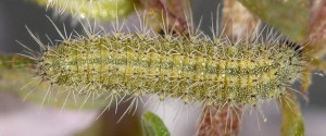 Merrifieldia inopinata L5 06 2