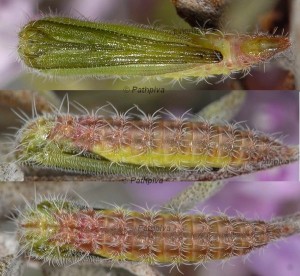 Merrifieldia inopinata chrysalide 06 1
