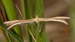 Merrifieldia leucodactyla 06 1