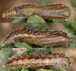 Merrifieldia leucodactyla chrysalide 06 1