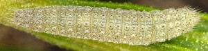 Merrifieldia spicidactyla L5 06 1