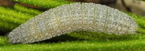 Merrifieldia spicidactyla L5 06 4