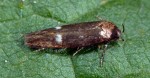 Mompha langiella (I)