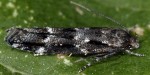 Mompha sturnipennella (I, L5, C)