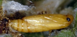 Mompha subbistrigella chrysalide 06 2