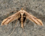 Oidaematophorus constanti 06 1