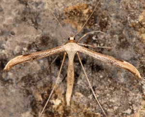 Oidaematophorus constanti 06 2