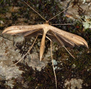 Oidaematophorus giganteus 06 5