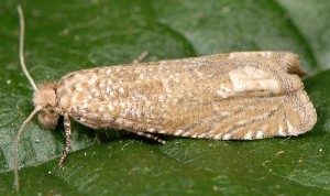 Pelochrista caecimaculana 73 1
