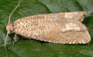 Pelochrista caecimaculana 73 2