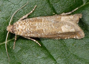 Pelochrista caecimaculana 73 4