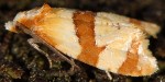Phalonidia albipalpana 66