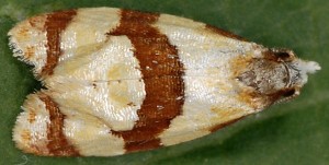 Phalonidia albipalpana 83 2