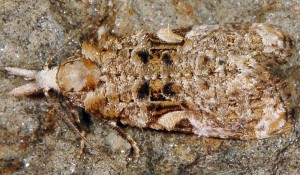 Phtheochroa ecballiella 13 2