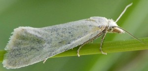 Phtheochroa frigidana femelle 66 1