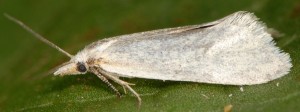 Phtheochroa frigidana femelle 66 2