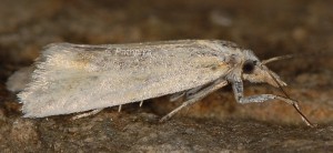 Phtheochroa frigidana femelle 66