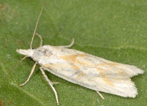 Phtheochroa frigidana femelle 66 4