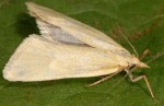 Phtheochroa frigidana mâle 66 1