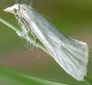 Phtheochroa frigidana mâle 66 5