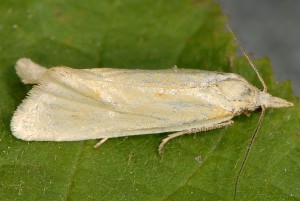 Phtheochroa frigidana mâle 66 6