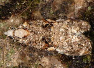 Phtheochroa rugosana 66 2