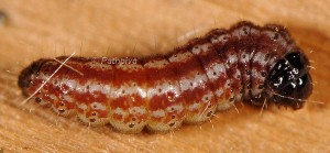 Platyptilia gonodactyla L5 06 3