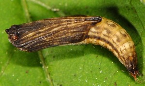 Platyptilia gonodactyla chrysalide 06