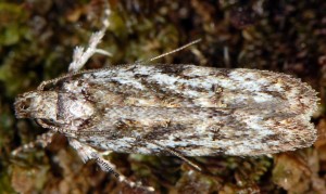 Psoricoptera gibbosella 4