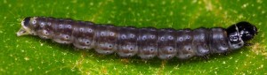 Psoricoptera gibbosella L5 1