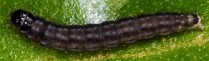 Psoricoptera gibbosella L5 4