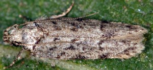 Psoricoptera speciosella 1
