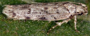 Psoricoptera speciosella 2